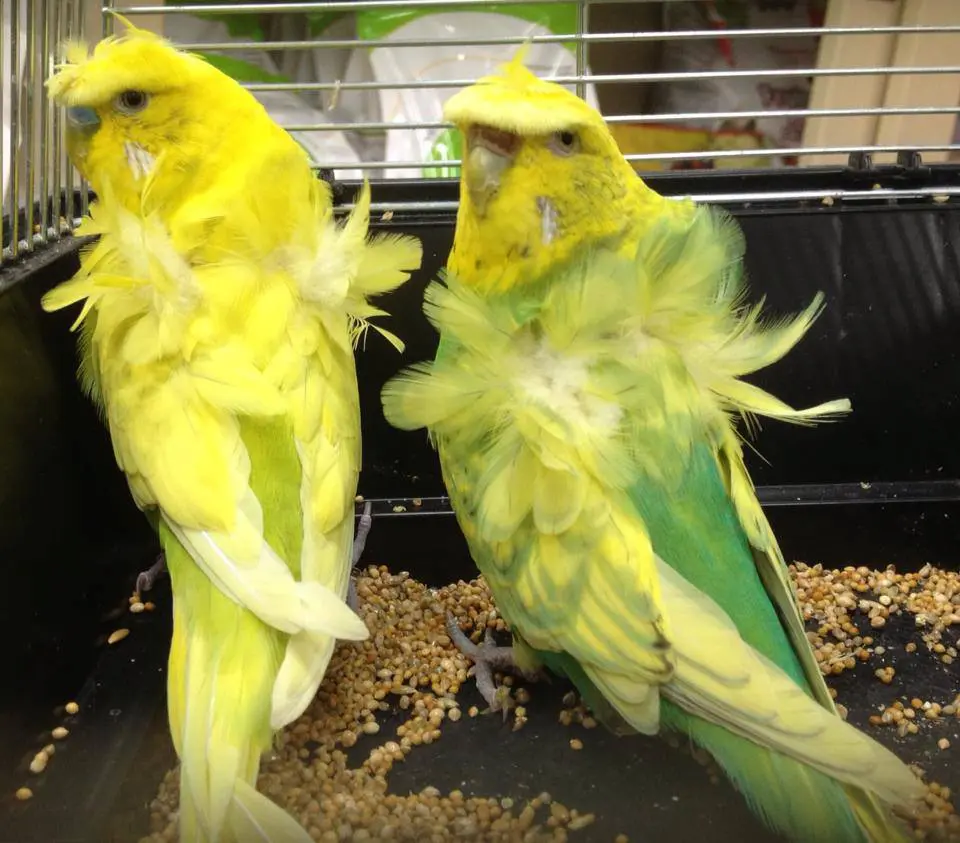 Hagoromo budgies photo