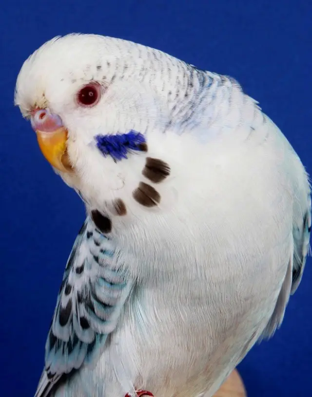 A fallow budgie photo