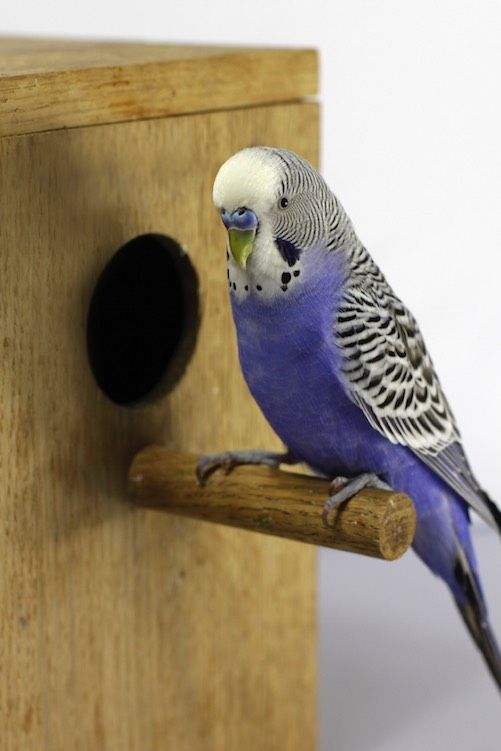 A violet budgie photo