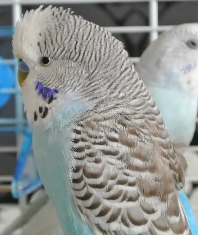 A blue series cinnamon budgies photo