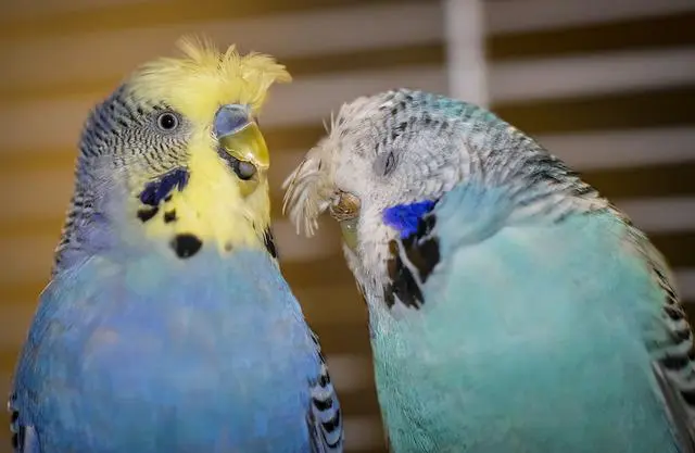 Two crested budgies photo