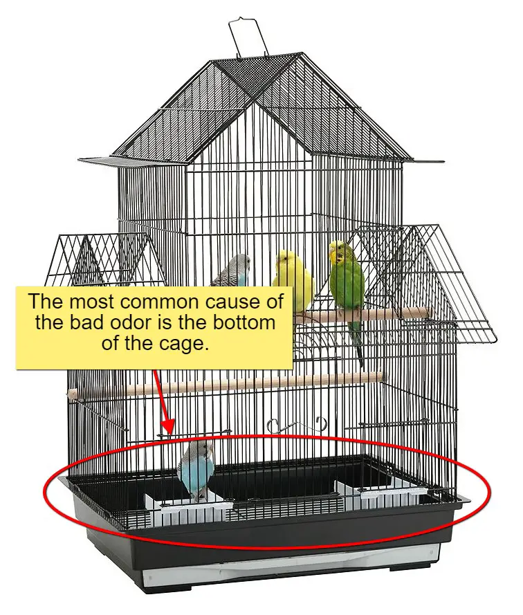 The most common cause of the bad odor is the bottom of the cage.