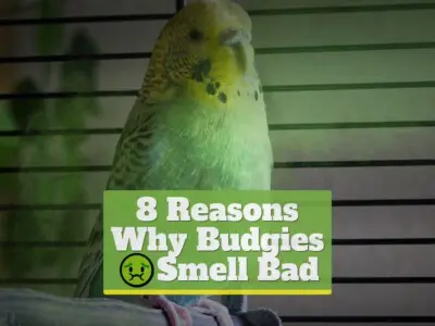 8 Reasons Why Budgies Smell Bad
