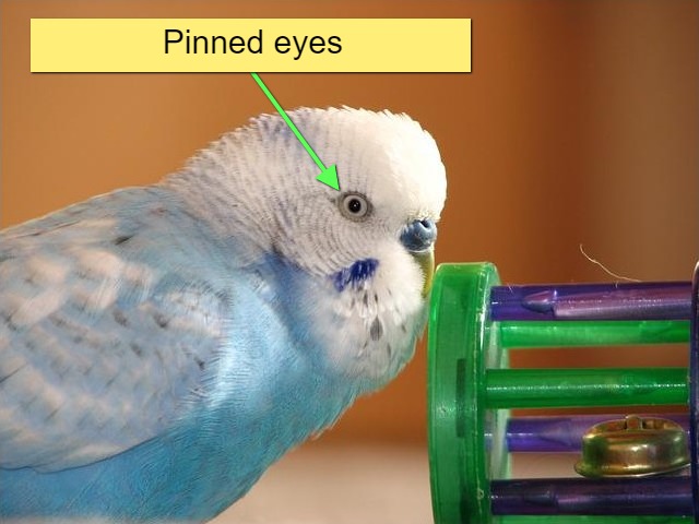 A budgie with pinned eyes image