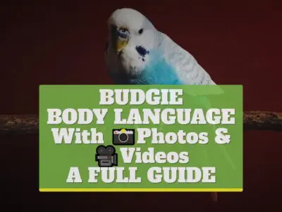 Budgie Body Language With Photos & Videos [A FULL GUIDE]