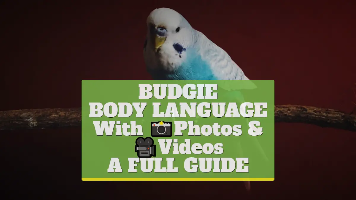 Budgie Body Language With Photos & Videos [A FULL GUIDE]