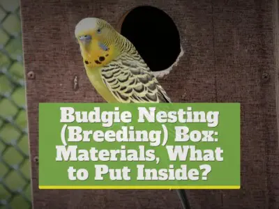 Budgie Nesting (Breeding) Box: Materials, What to Put Inside?