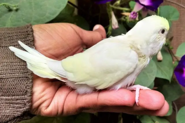 Creamino Budgies: Appearance, Breeding, Genetics +PHOTOS