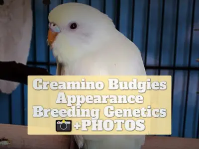 Creamino Budgies: Appearance, Breeding, Genetics +PHOTOS