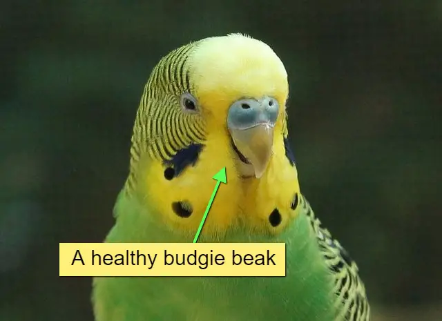 A healthy budgie beak photo