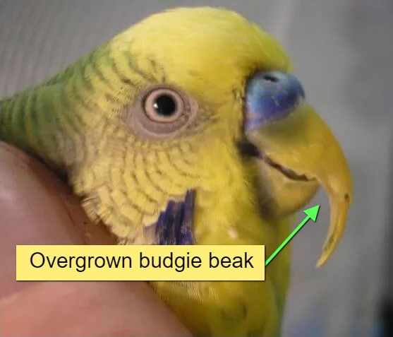 An overgrown budgie beak
