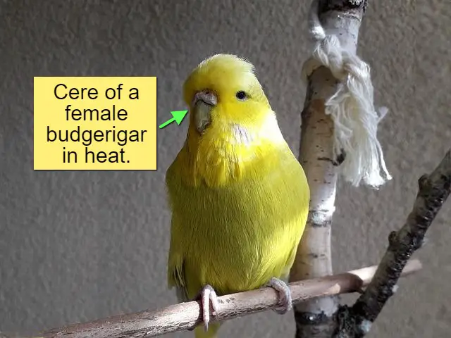 The cere of a female budgerigar in heat.