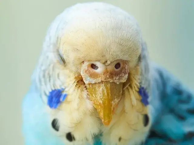 Budgie with an infected face