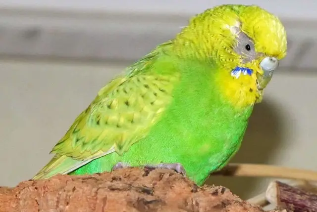 How to Choose a Healthy Budgie?