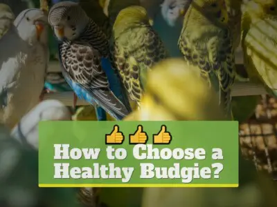 How to Choose a Healthy Budgie?