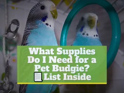 What Supplies Do I Need for a Pet Budgie? [Supplies List Inside]
