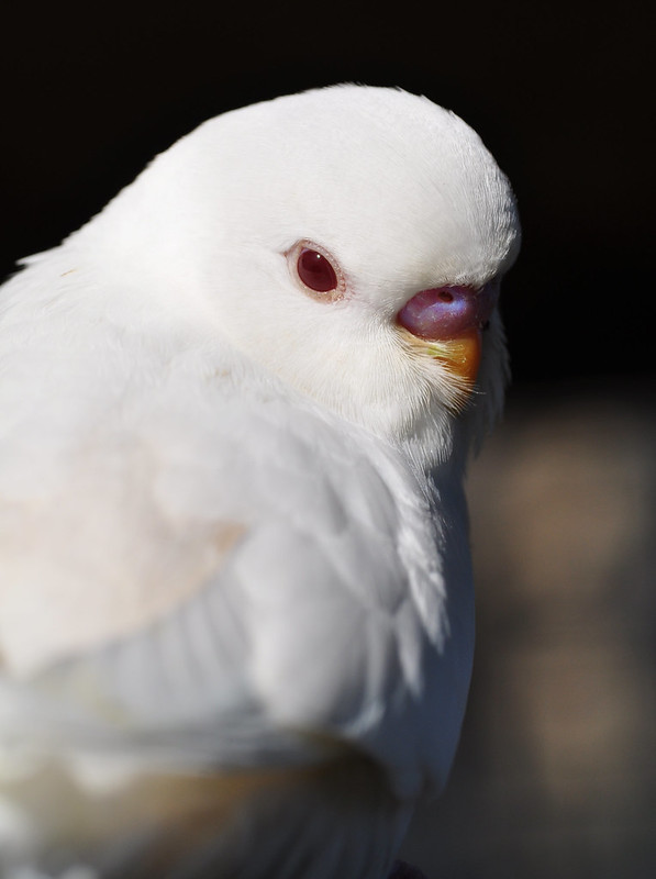 An albino budgie with red eyes