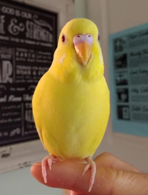 A lutino budgie with red eyes