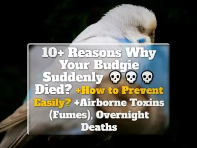 10+ Reasons Why Your Budgie Suddenly Died? +How to Prevent Easily? +Airborne Toxins (Fumes), Overnight Deaths