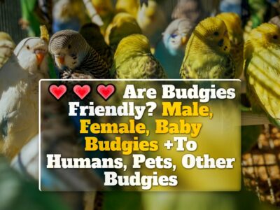 Are Budgies Friendly? Male, Female, Baby Budgies +To Humans, Pets, Other Budgies