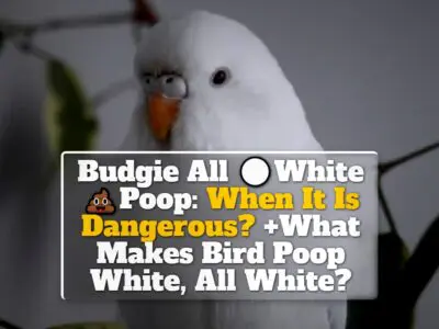 Budgie All White Poop: When It Is Dangerous? +What Makes Bird Poop White, All White?