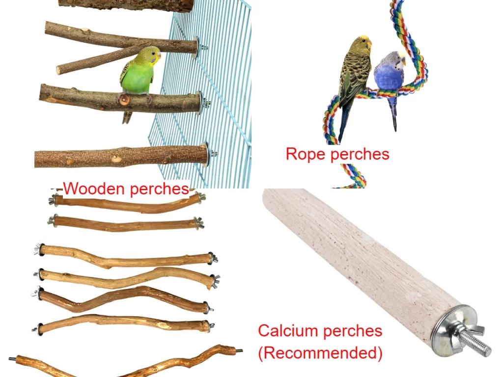 Budgie Cage Guide: Accessories, Setup, Cage Types, Number Of Budgies And Cage Size, Materials, Homemade