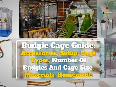 Budgie Cage Guide: Accessories, Setup, Cage Types, Number Of Budgies And Cage Size, Materials, Homemade