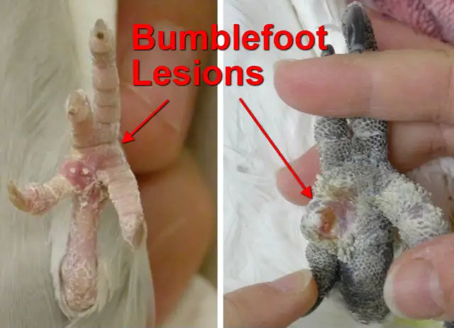 Budgie Can’t Use Foot: Reasons, What To Do? +Can’t Grip With Foot +Weak Grip Power Reasons