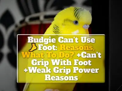 Budgie Can’t Use Foot: Reasons, What To Do? +Can’t Grip With Foot +Weak Grip Power Reasons