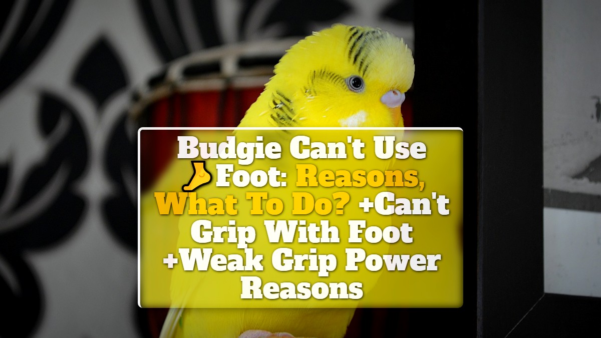 Budgie Can't Use Foot Reasons, What To Do? +Can't Grip With Foot +Weak