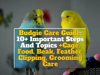 Budgie Care Guide: 10+ Important Steps And Topics +Cage, Food, Beak, Feather, Clipping, Grooming Care