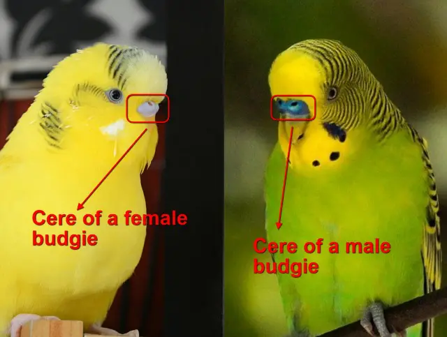 Budgie Cere Guide: Color, Color Transition, Age, Health, Breeding Conditions, Shape, Mutations