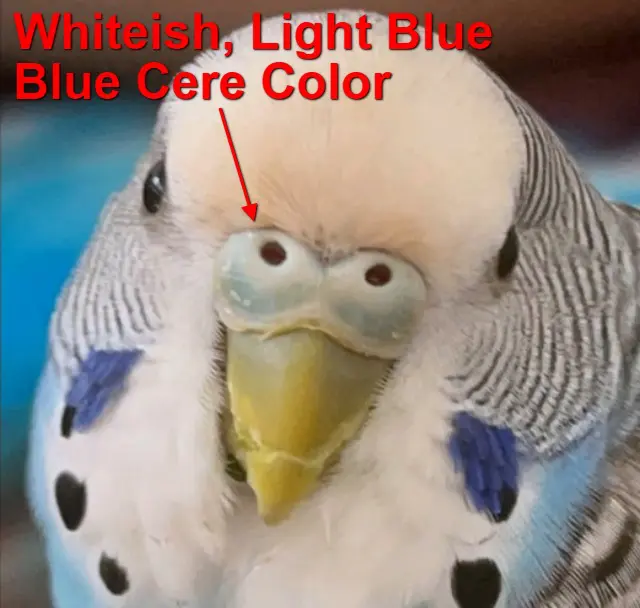 Budgie Cere Guide: Color, Color Transition, Age, Health, Breeding Conditions, Shape, Mutations