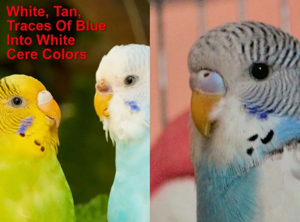 Budgie Cere Guide: Color, Color Transition, Age, Health, Breeding Conditions, Shape, Mutations