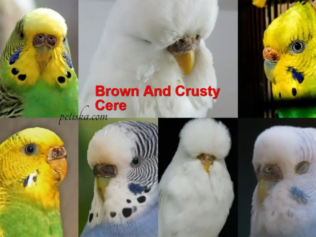 Budgie Cere Guide: Color, Color Transition, Age, Health, Breeding Conditions, Shape, Mutations