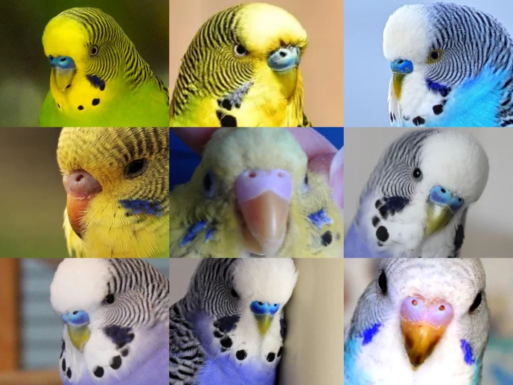 Budgie Cere Guide: Color, Color Transition, Age, Health, Breeding Conditions, Shape, Mutations