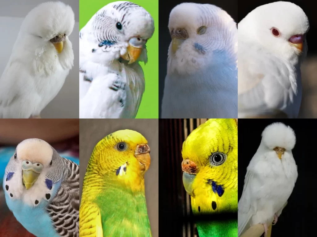 Budgie Cere Guide: Color, Color Transition, Age, Health, Breeding Conditions, Shape, Mutations