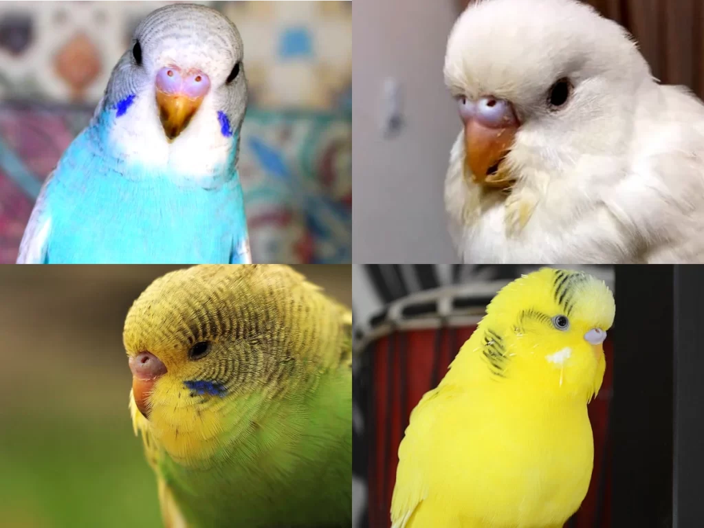 Budgie Cere Guide: Color, Color Transition, Age, Health, Breeding Conditions, Shape, Mutations