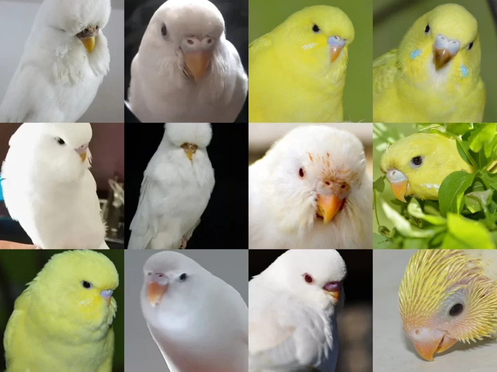 Budgie Cere Guide: Color, Color Transition, Age, Health, Breeding Conditions, Shape, Mutations