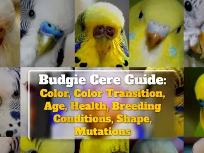 Budgie Cere Guide: Color, Color Transition, Age, Health, Breeding Conditions, Shape, Mutations