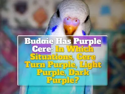 Budgie Has Purple Cere: In Which Situations, Cere Turn Purple, Light Purple, Dark Purple?