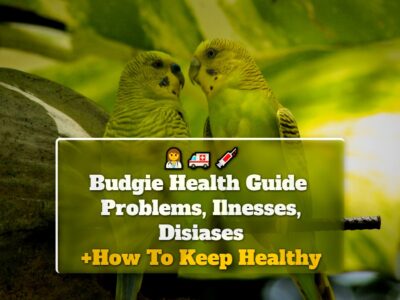 Budgie Health Guide: Problems, Ilnesses, Disiases +How To Keep Healthy