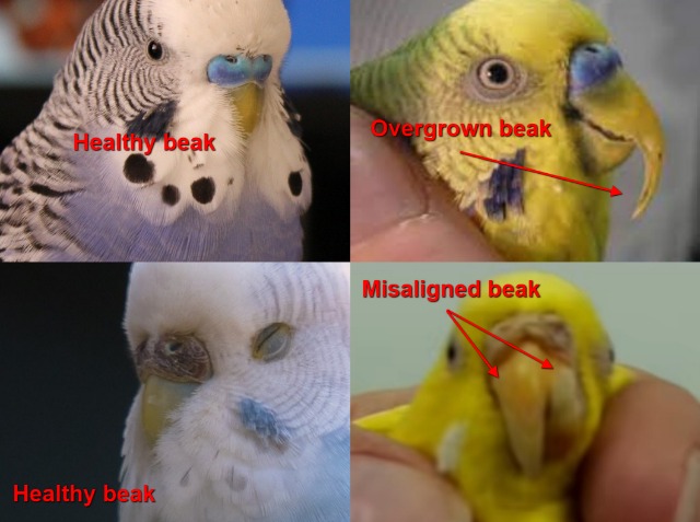 Budgie Health Guide: Problems, Ilnesses, Disiases +How To Keep Healthy