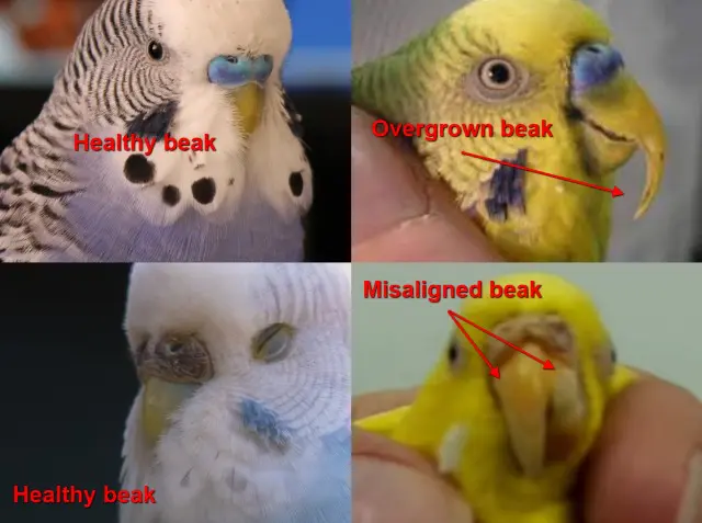 Budgie Health Guide: Problems, Ilnesses, Disiases +How To Keep Healthy