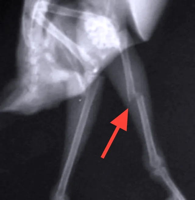 Budgie Leg Injury: Broken (Fractured), Sprained Leg +Common Causes, Symptoms, Treatment