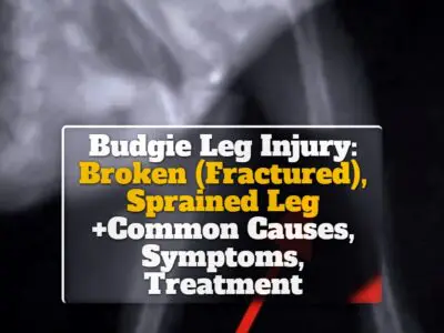 Budgie Leg Injury: Broken (Fractured), Sprained Leg +Common Causes, Symptoms, Treatment