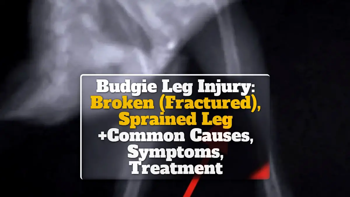 Budgie Leg Injury Broken (Fractured), Sprained Leg Causes