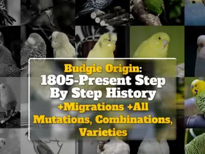 Budgie Origin: 1805-Present Step By Step History +Migrations +Mutations, Combinations, Varieties