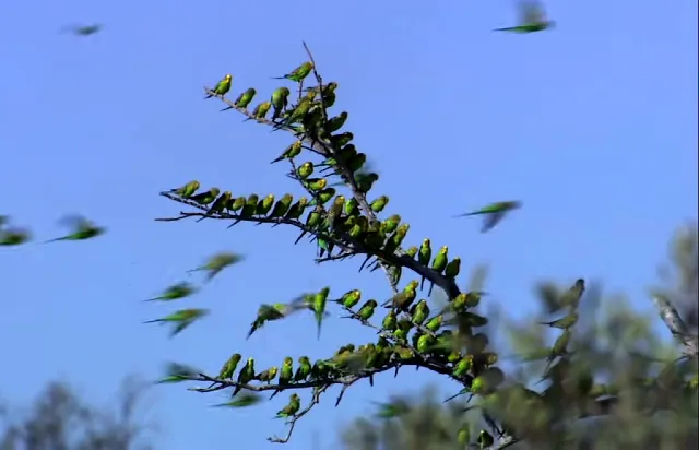 Budgie Origin: 1805-Present Step By Step History, Origins, Migrations