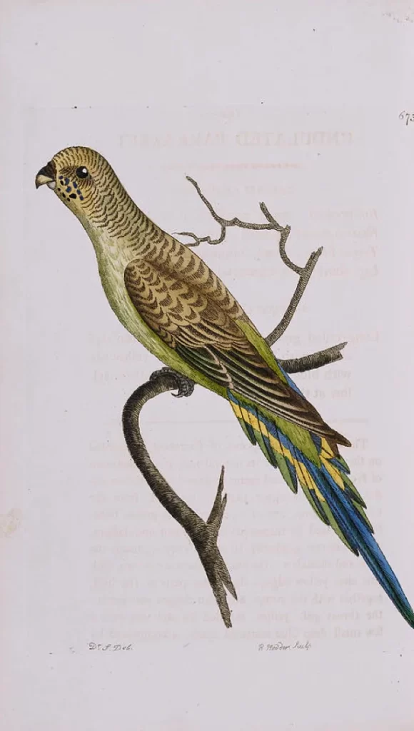 Budgie Origin: 1805-Present Step By Step History, Origins, Migrations